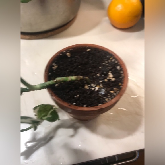 Manjula plant - Picture 14 of 14